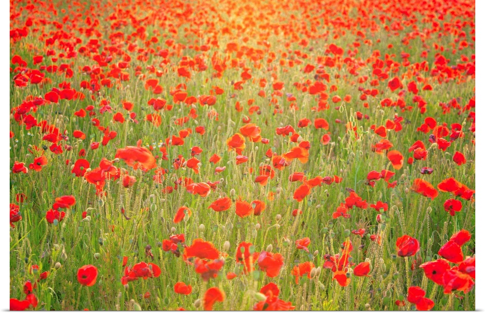 Photograph of meadow filled with poppies.