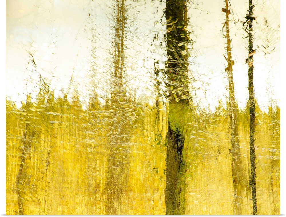 An abstraction of trees and foilage in warm gold and brown accomplished by In-camera-movement and multiple exposures.