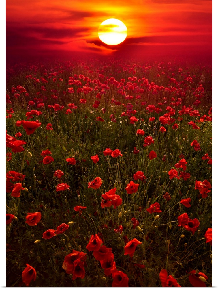 Giant photograph showcases the sun beginning to set over a landscape filled with poppy flowers all the way to the horizon.