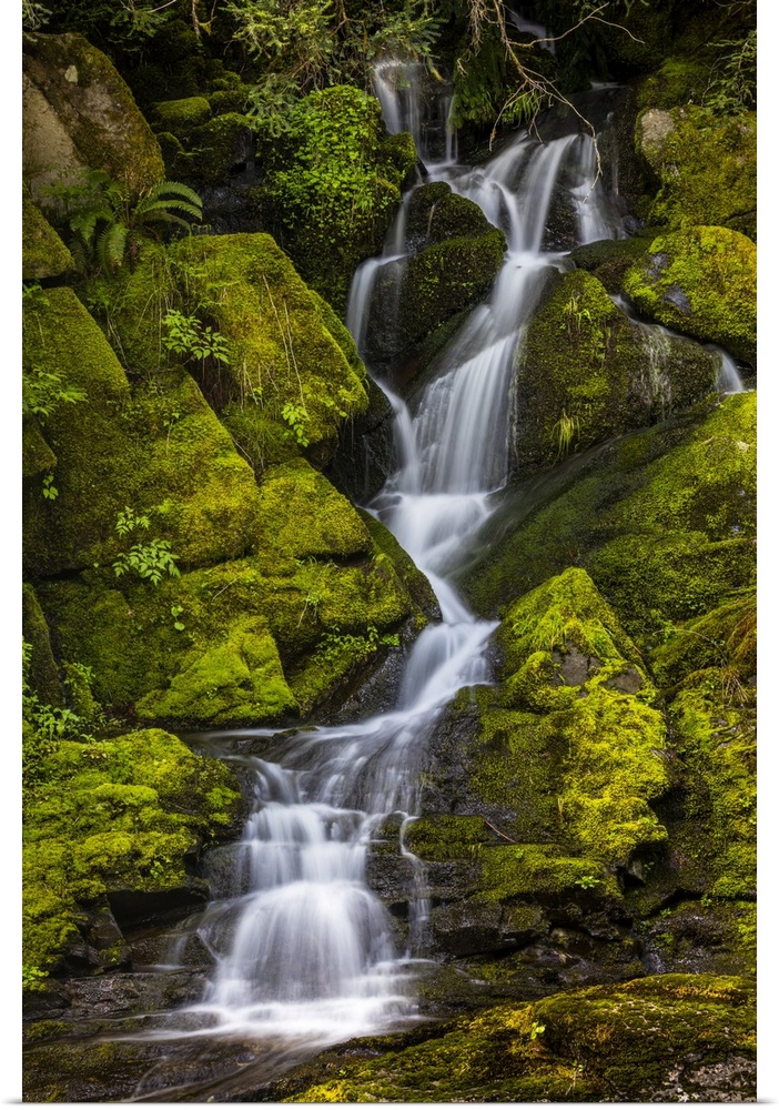 A small waterfall flows down mossy rocks, Washington