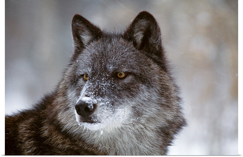 Picture taken closely of a wolf that is staring intently at an object out of view.