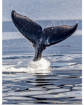Water Droplets Fly Off The Flukes Of A Humpback Whale, Alaska