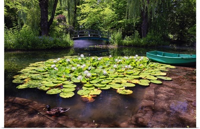 Water Lily Pond I
