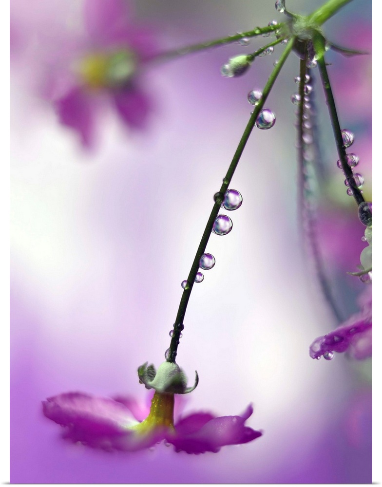 Fine art photograph of water droplets lining the stems of long purple flowers with a shallow depth of field.