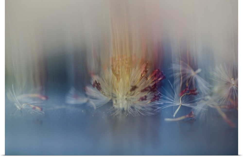 Dream-like photograph of dandelion seed remnants and dried up red petals with a blurry overlay.