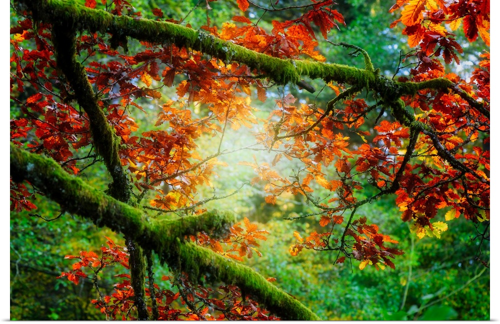 Mossy green branches filled with contrasting orange leaves.