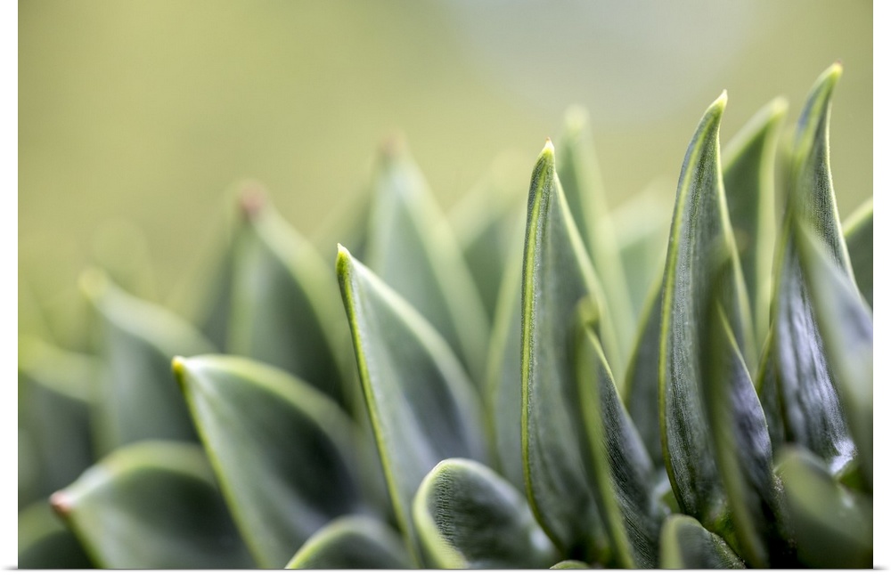 Close-up of succulent