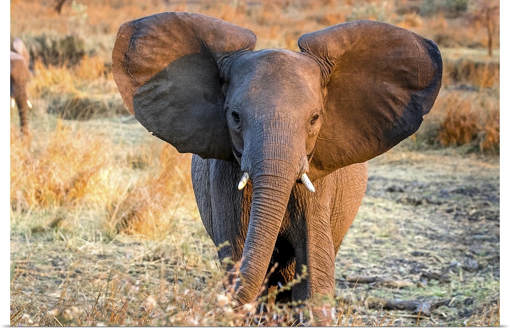A young elephant with adorable large round ears.