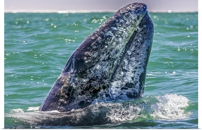 Whale Surfaces In Baja California