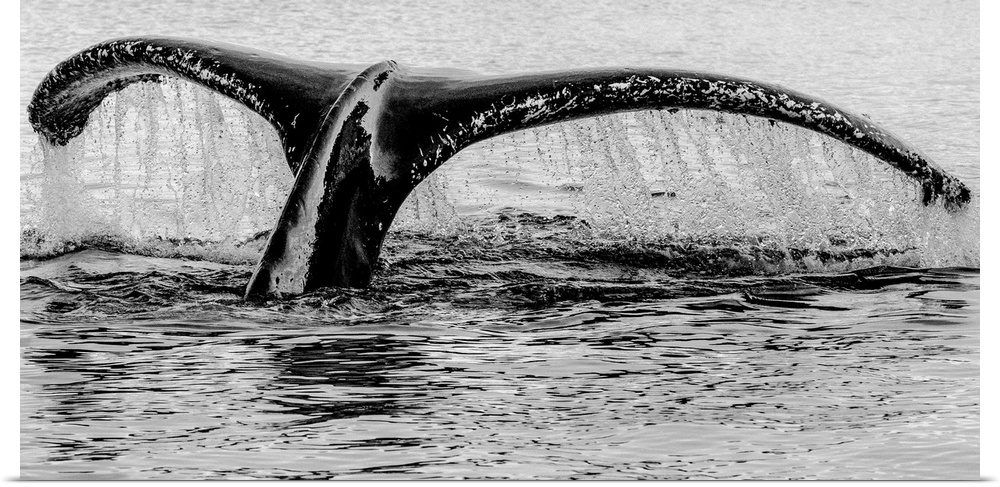 Black and white photograph of a whale's tail sinking back into the water dripping water.