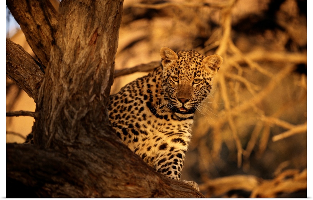 Leopard, Kalahari Desert, South Africa