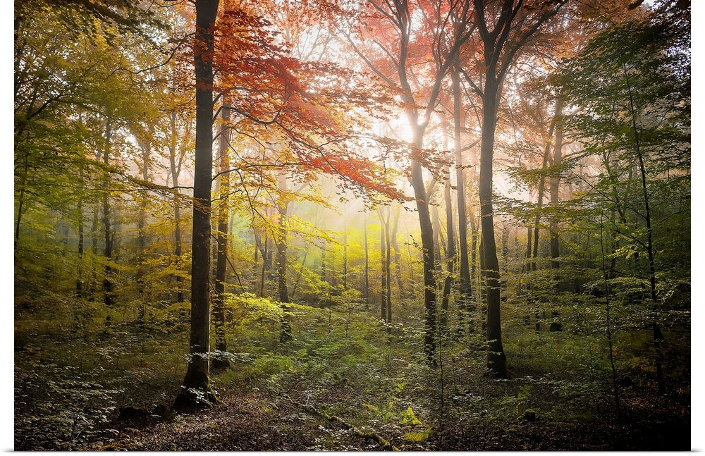 Fine art photo of a forest in the fall with glowing afternoon light.