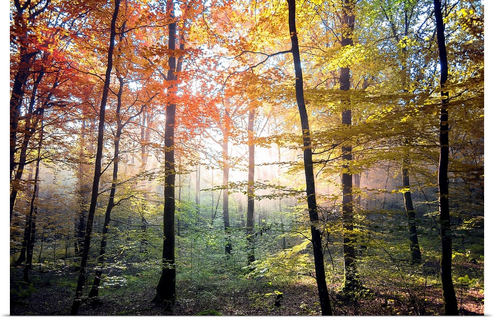 Fine art photo of a forest with brightly colored trees and dark branches, lit by the sunlight.