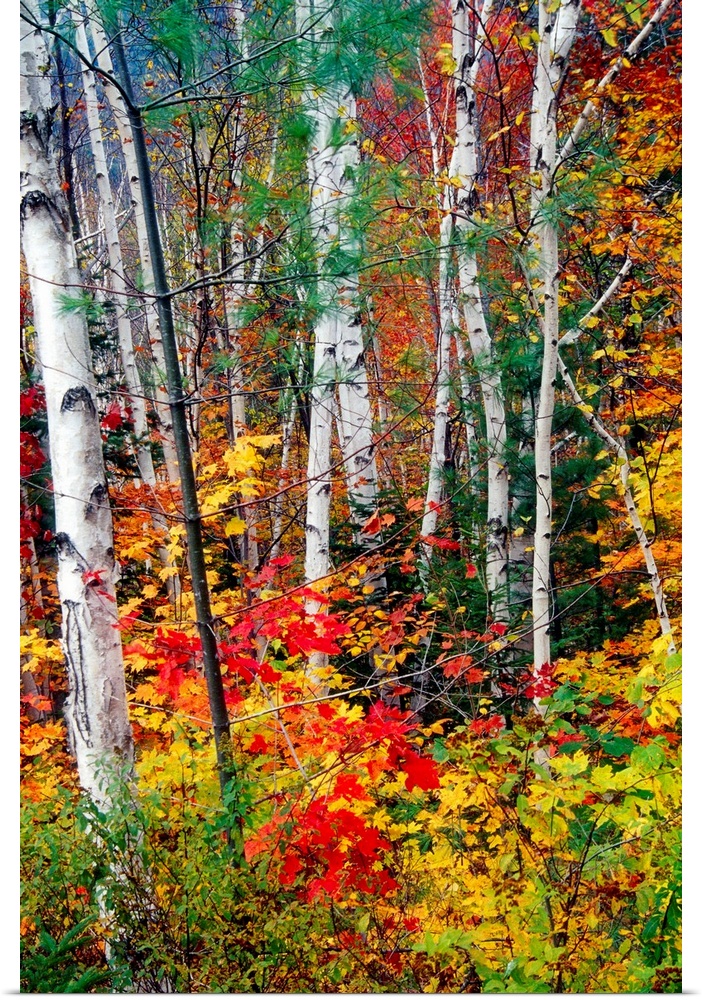Photograph of tall pale tree barks surrounded by fall foliage.