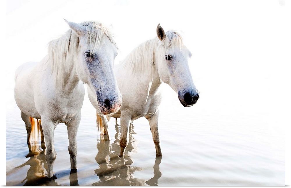 Photograph of two white horses standing in shallow water with ripples and a blown out background.