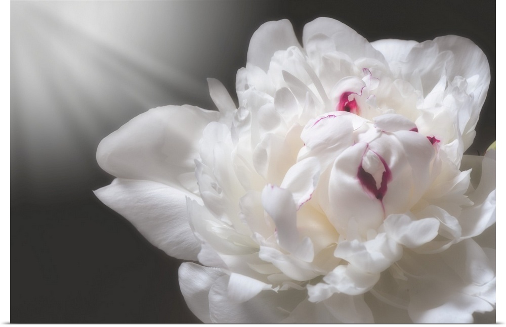 White peony close up with a ray of light