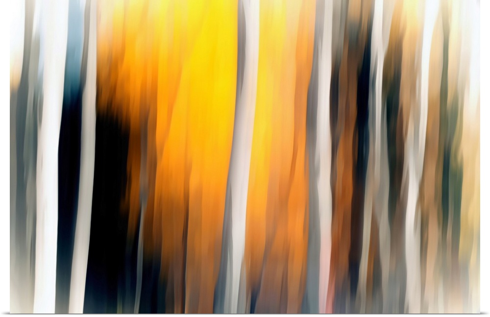 Abstract landscape photograph with blurred white Birch tree trunks and a yellow and orange lit background.