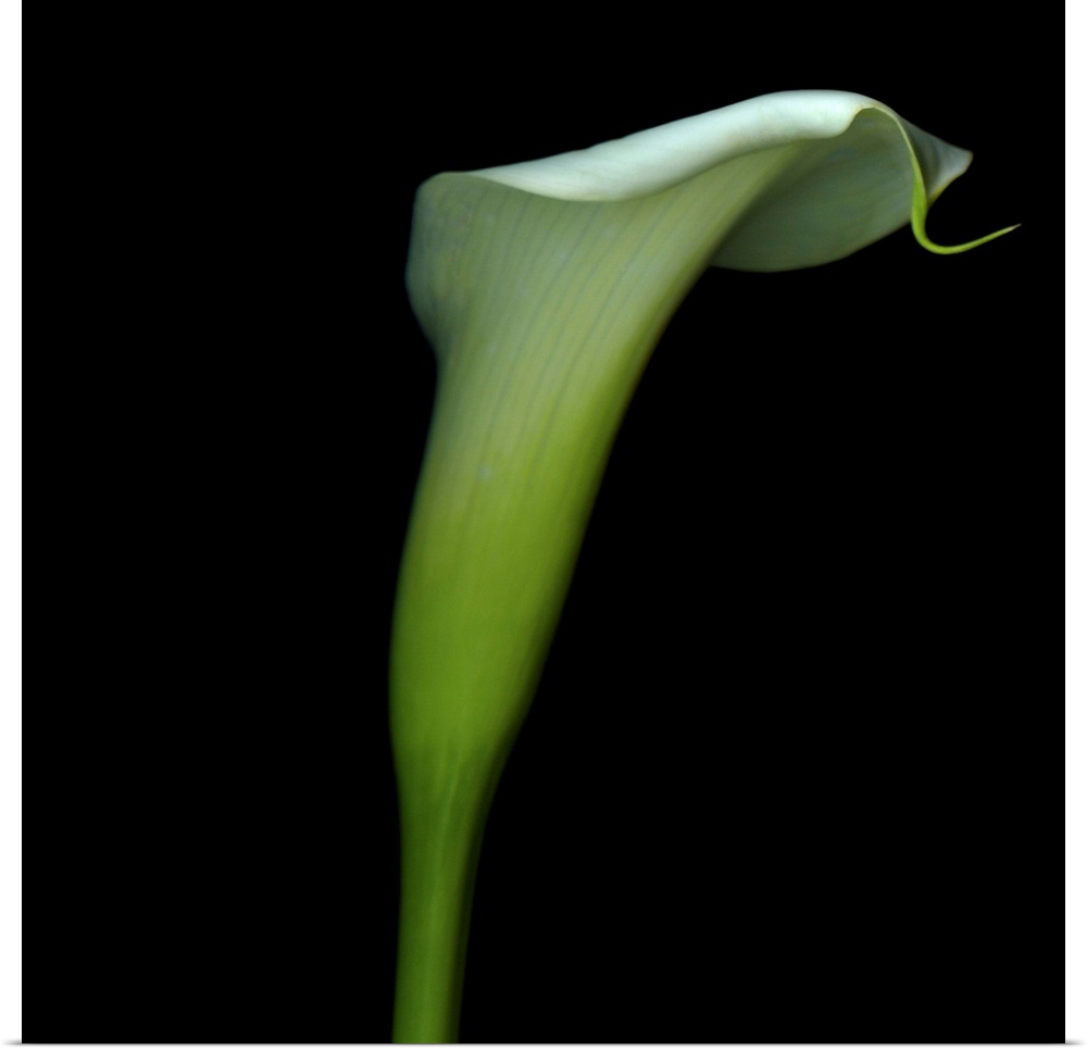 White calla flower.