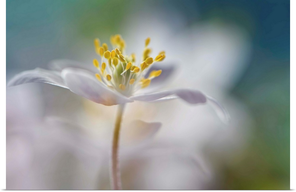 Soft focus macro image of a white flower focusing in on the yellow center.