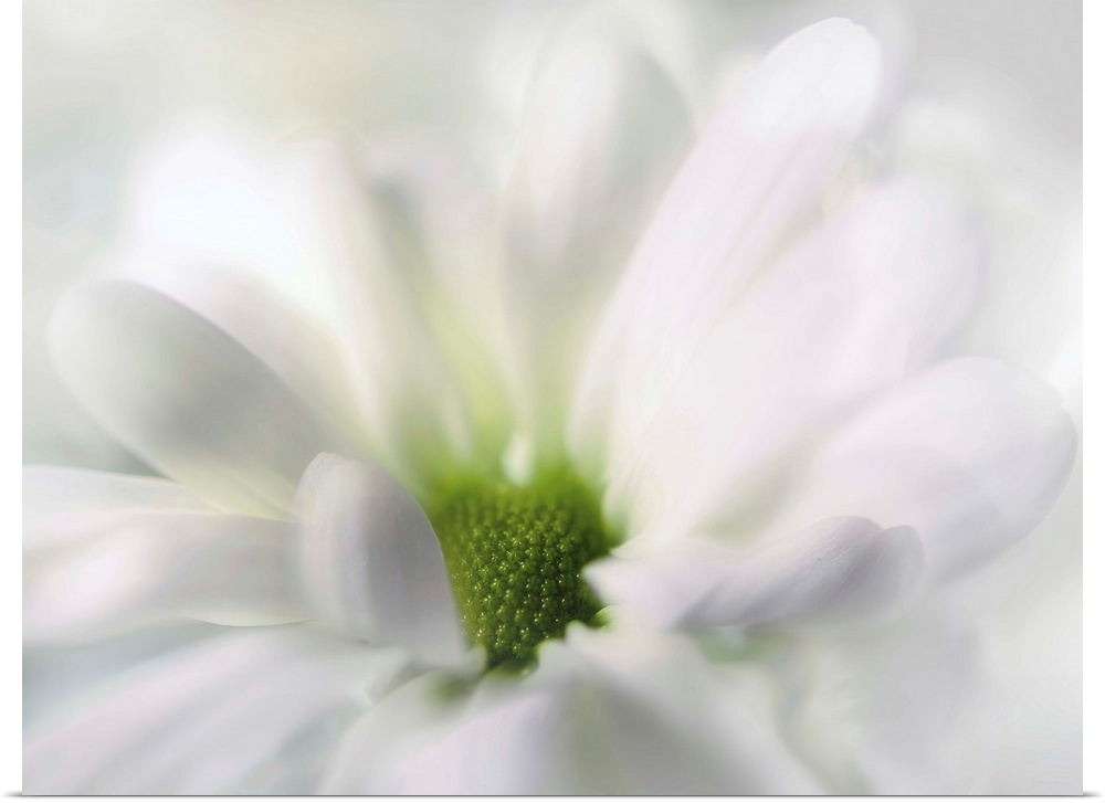 Soft focus macro of a white flower focusing in on the green center.
