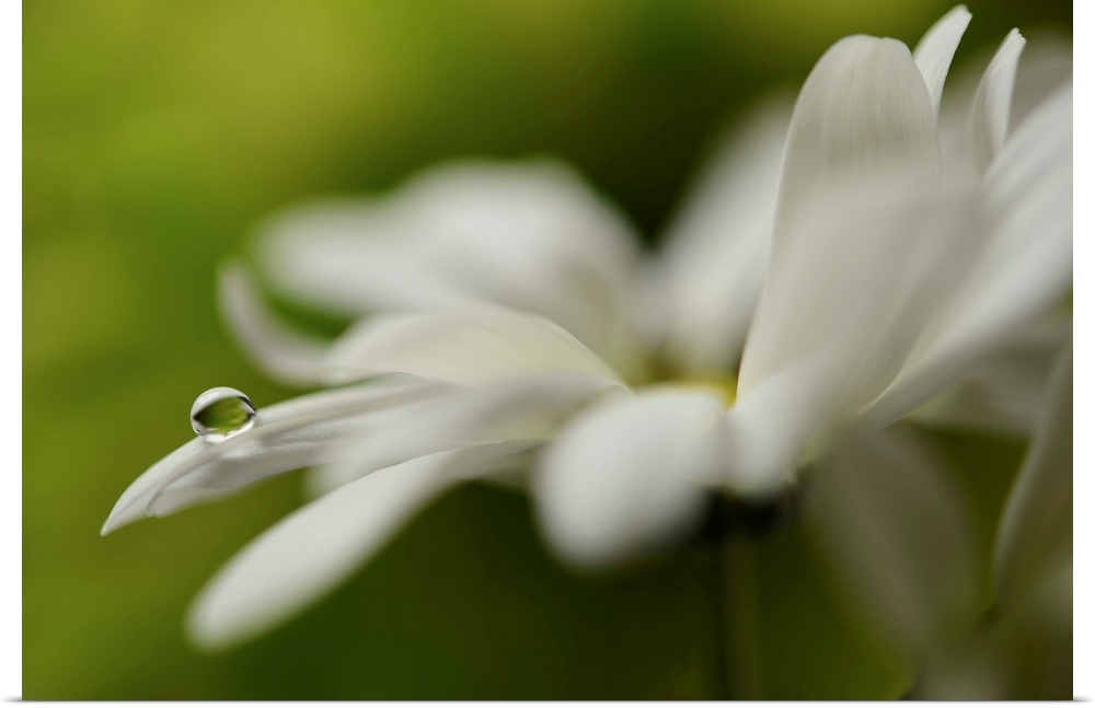 Soft focus macro image of a white flower with a single water droplet on the end of a petal.