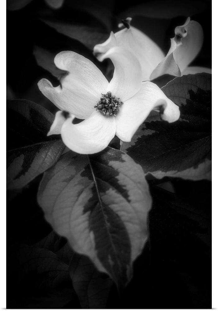 Dogwood flower in black and white