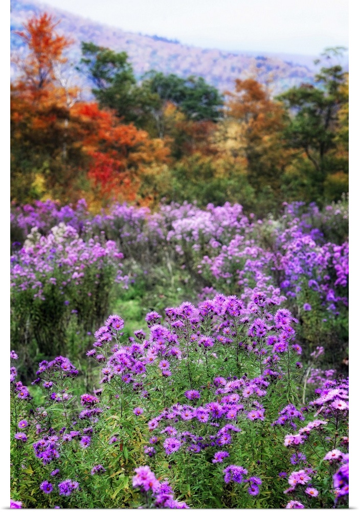 Autumn Wildflowers in the White Mountains, Crawford Notch, New Hampshire