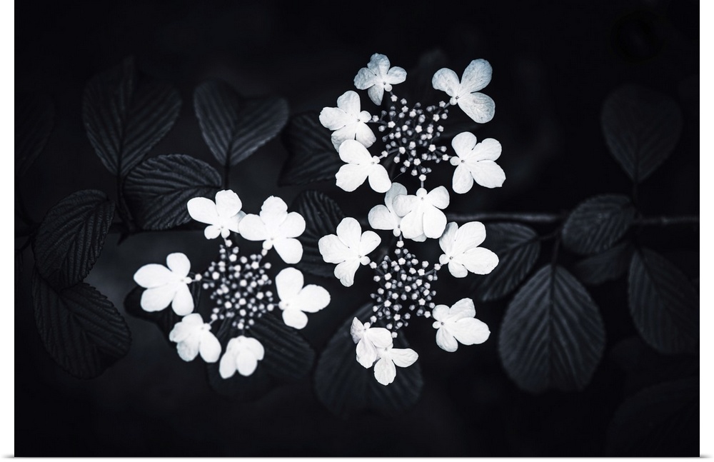 Hydrangeas in black and white.