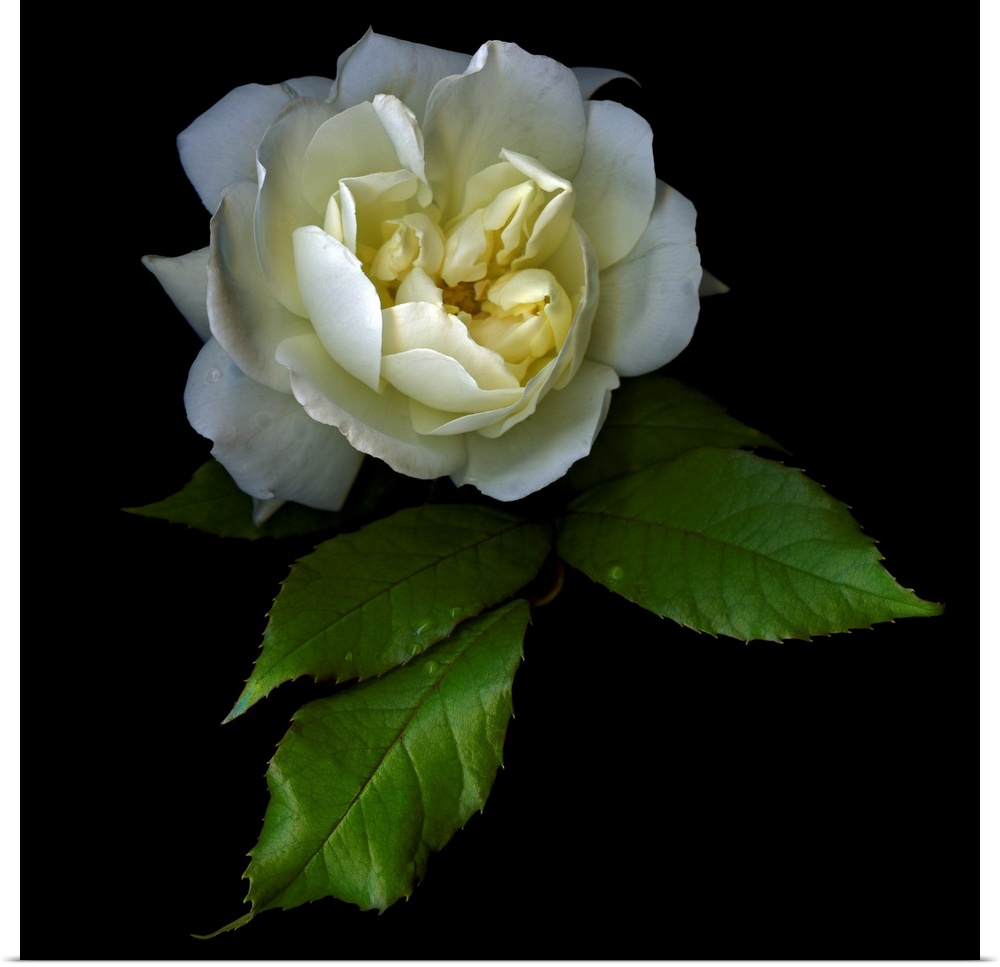 White rose with water droplets and a black background.