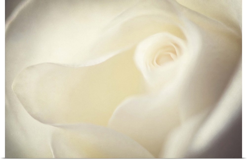 A macro photograph of a soft white rose.