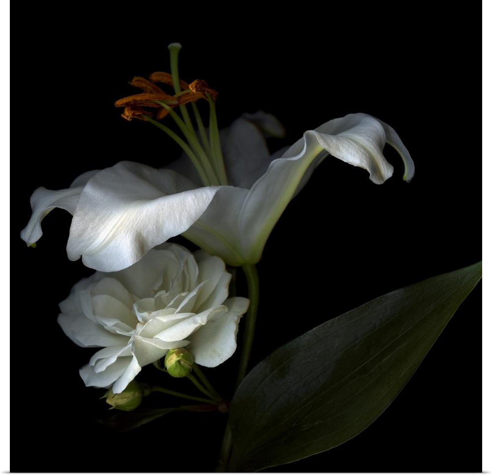 Two white flowers are shadowed but stand out against a dark background.