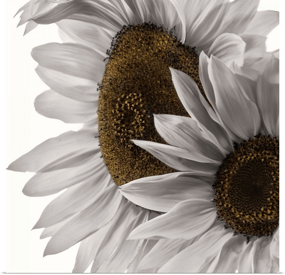 Two colorless sunflowers photographed in front of a blank backdrop.