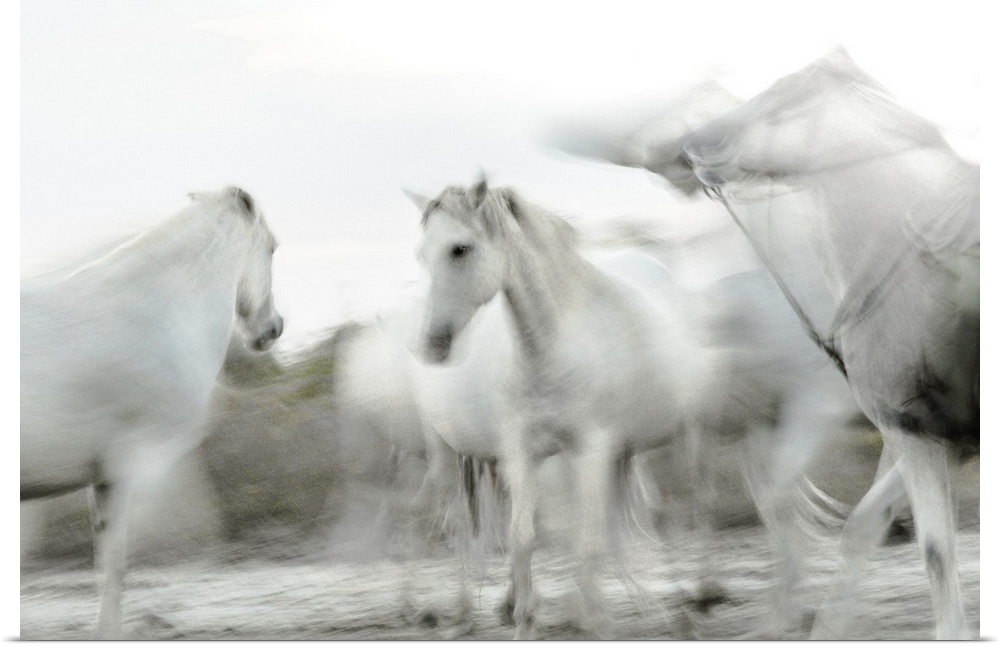 Photograph of white horses in gray and white hues with a motion blur.