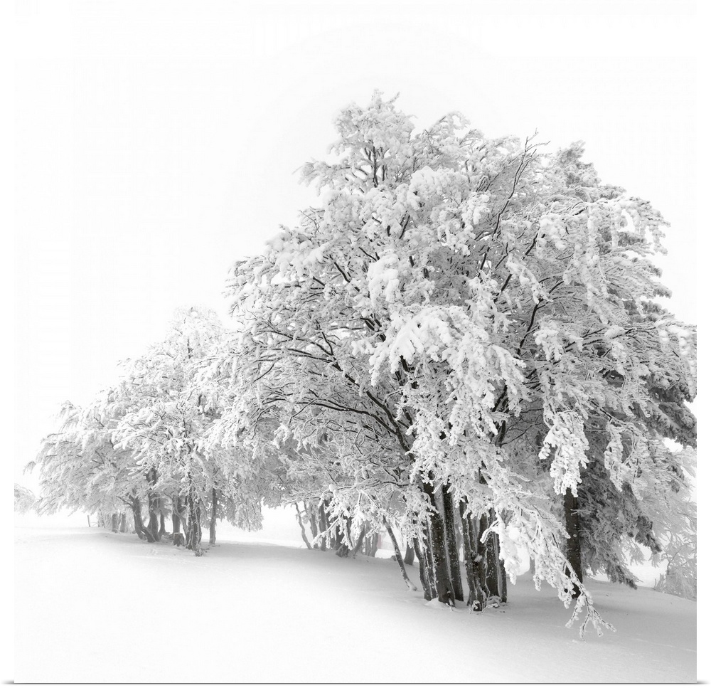 A total winter white out with the trees covered in snow