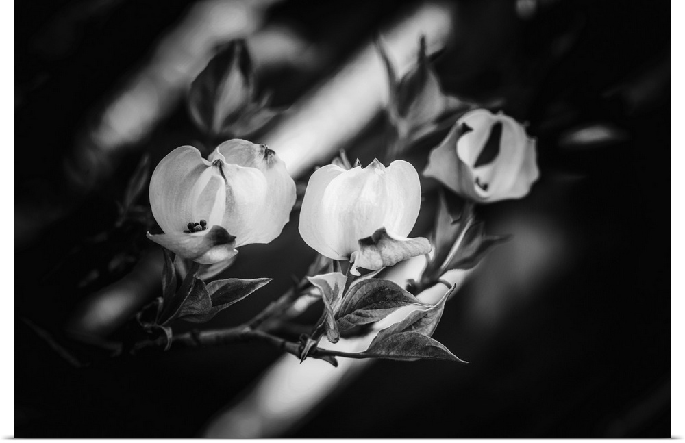 Dogwood flowers in close-up and in black and white