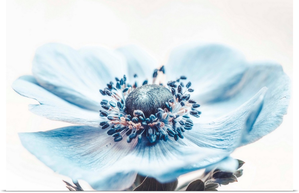 Close up of blue flower