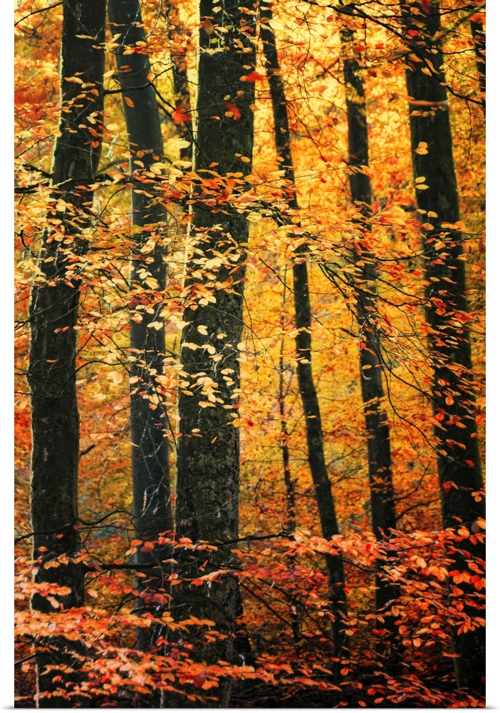 Vertical photo on canvas of a forest draped in fall foliage.