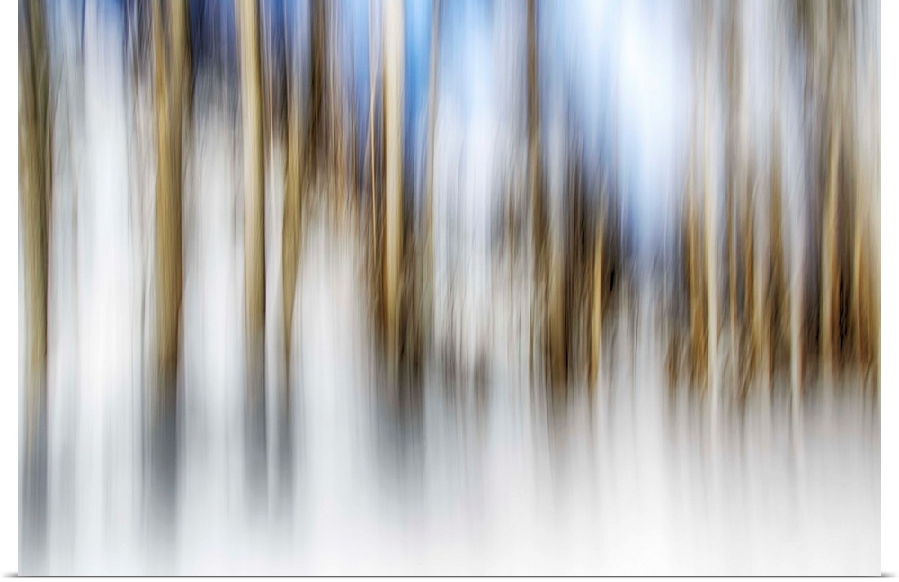 Abstract blurred photograph of a forest of white birch trees.