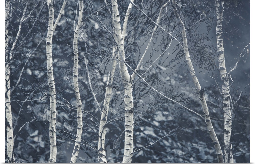 Photograph of birch trees in the woods during a Winter snowfall with a cold blue tone.