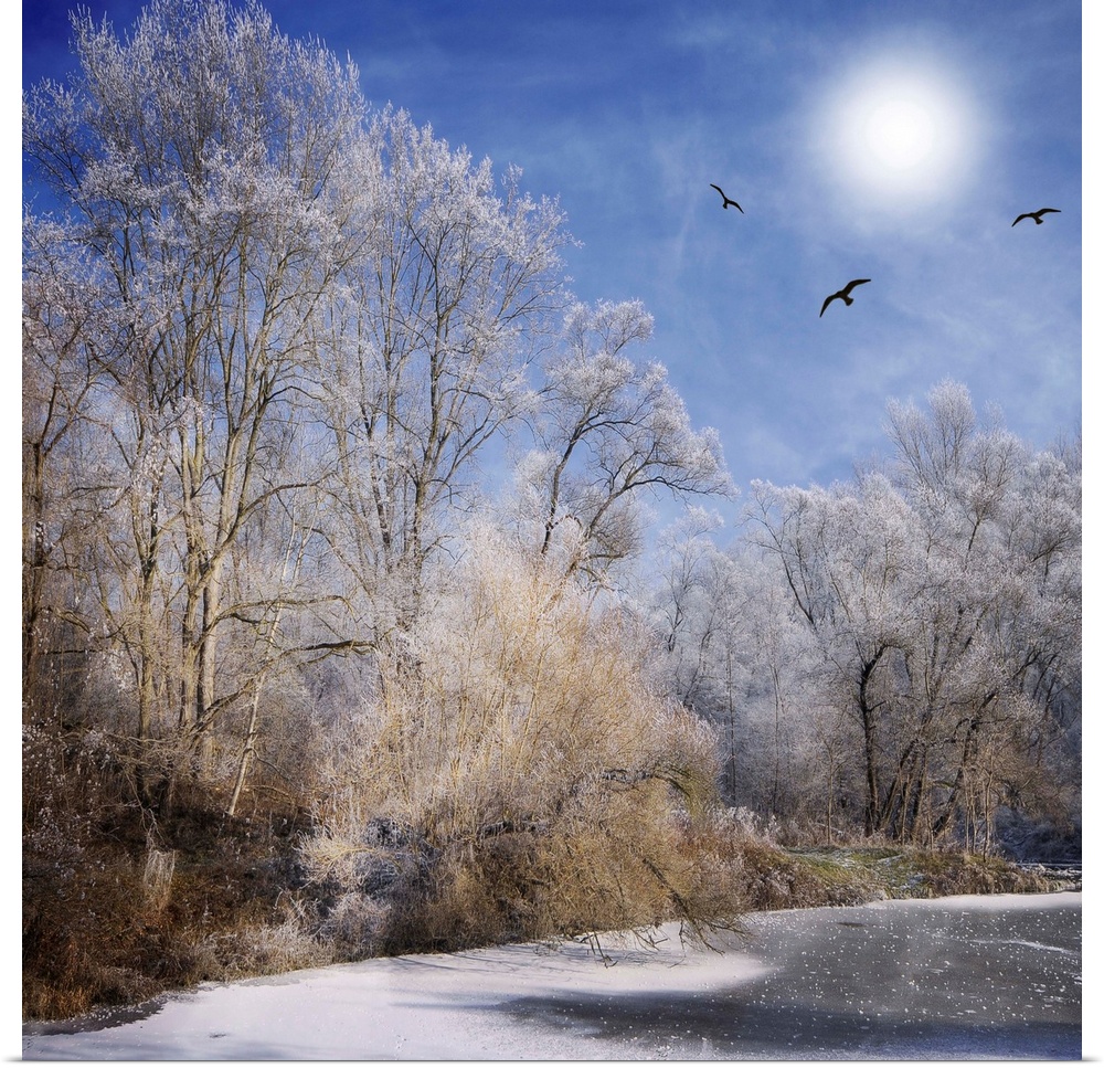 Frozen forest with birds and the sun