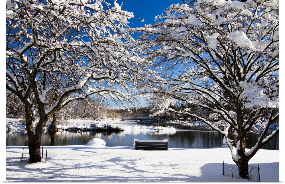 Snow covered trees, winter scenic, South Branch of Raritan River, Clinton, New Jersey.