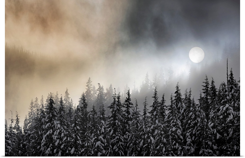 Photograph of the sun, viewed through winter fog over snow covered trees.