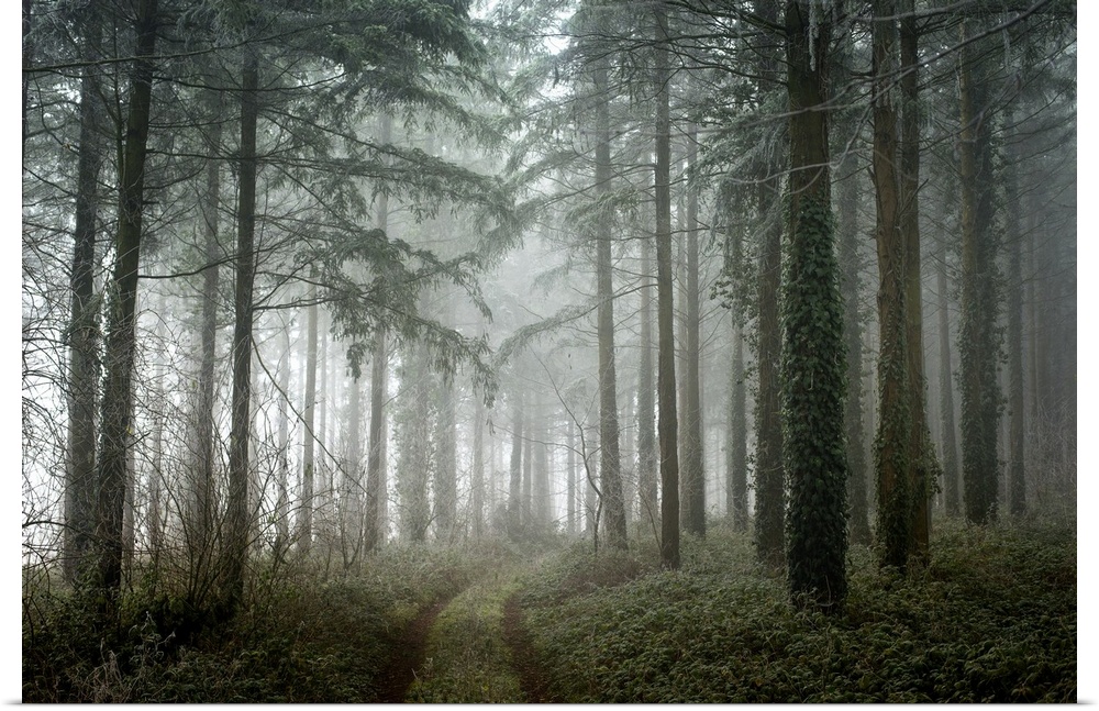 Photograph of a path winding through a cool toned, winter forest with translucent, white fog.