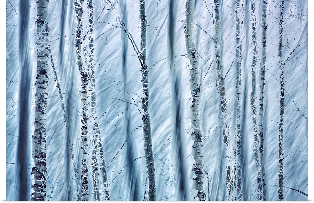 In-camera double exposure photo of a group of tall, straight trees, in Winter, right after a snow storm. The first image i...