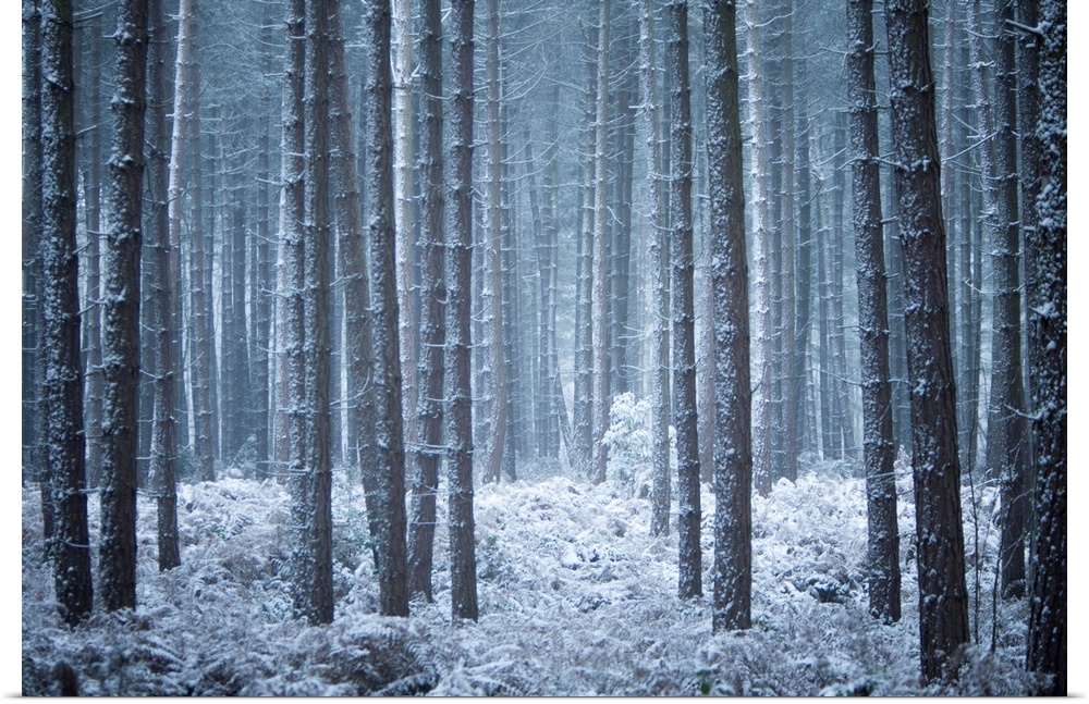 A cool contemporary melancholy woodland in hoar frost and snow in blue and grey tones.