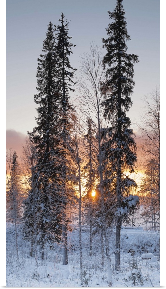 A winter dawn in gold with the sun shining through frost covered trees in the snow.