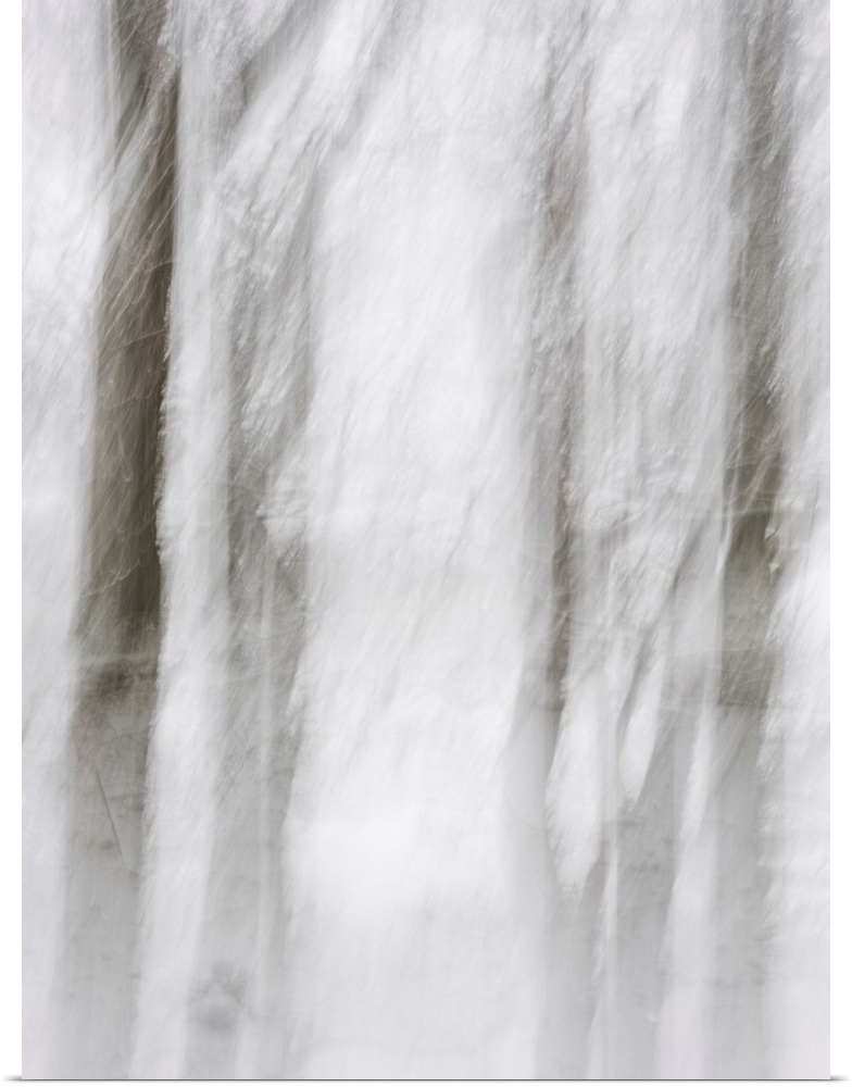 Abstract photo of a cluster of trees that has been edited to illustrate a motion blur effect.
