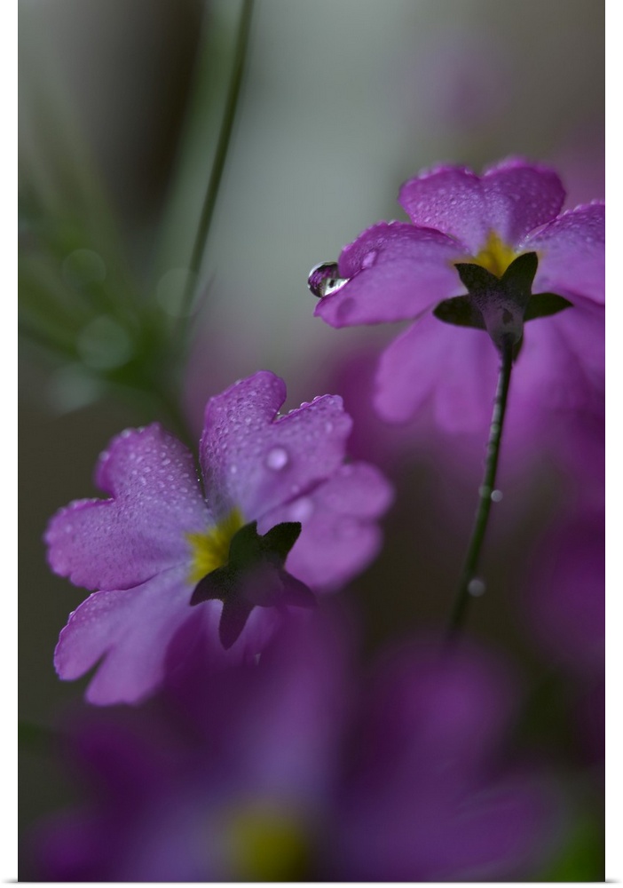 Closeup photograph of the backs of two purple flowers covered in water droplets with a shallow depth of field.