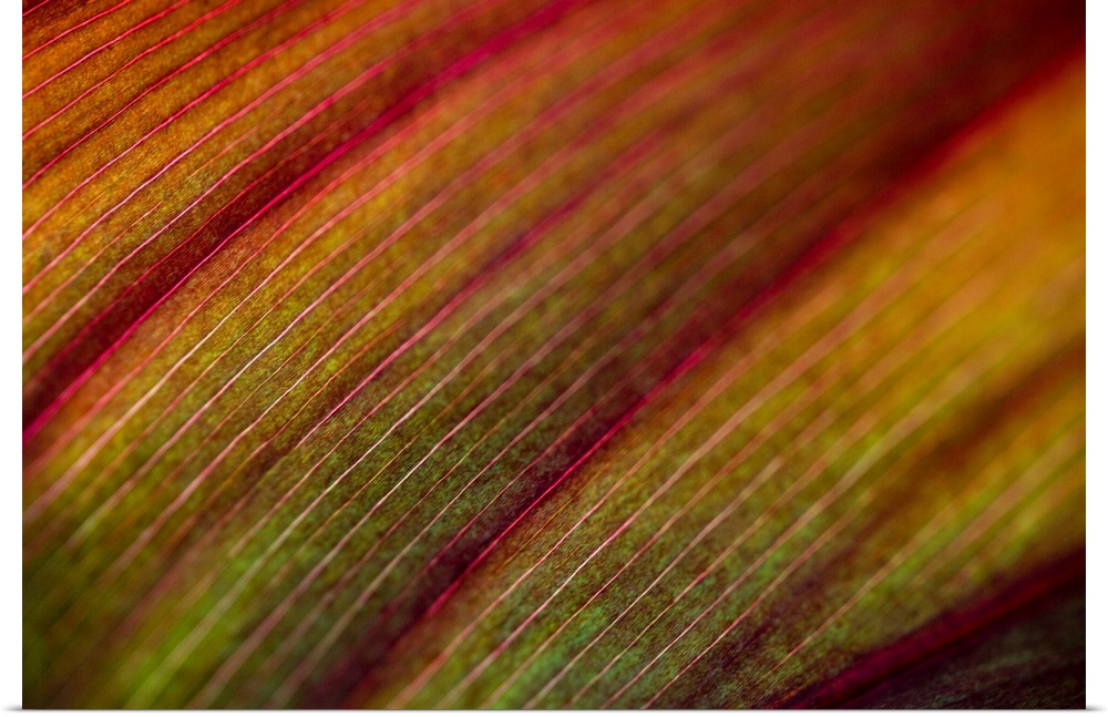 Abstract artwork of a closely taken photograph of a plant. Veins in the plant are visible and appear pink.