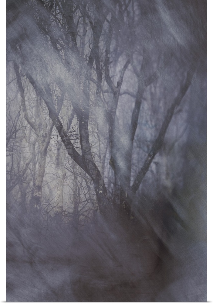 Dreamy photograph of trees in the woods with blurry snowfall in the foreground.